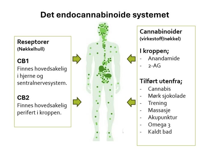 Endocannabinoid System